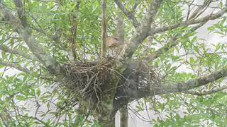 BURUNG2 PENGHUNI HUTAN BORNEO