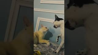 Part 750 _ I have found funnies animal videos for you! The end though…