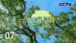 《不如去看一棵树》景迈山传奇：普洱古茶林的生态奇观与世界文化遗产的荣耀 EP07【CCTV纪录】