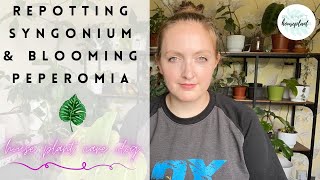 House Plant Care Vlog - Repotting Syngonium Ice Frost and Peperomia Hope Blooms!