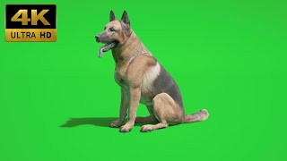 029 - Green Screen | Chroma Key | Animal 4K | Dog