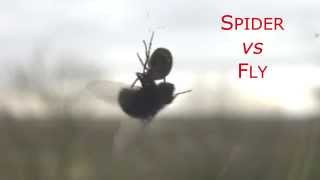 Spider vs Fly