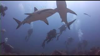 Swimming with sharks at "Marco's Place"! Roatán, Honduras - November 2022