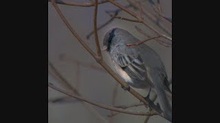 Juncos and forest bird losses since 1970