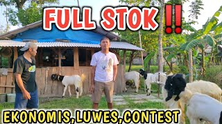 FULL STOK ‼️EKONOMIS,LUWES SAMPAI KELAS CONTEST