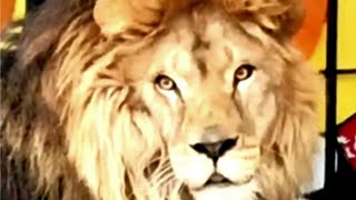 Лев Тигран - солист больших и малых оперных театров #lions #animals #львы #лев Тигран