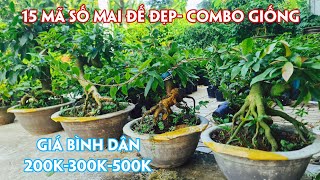 17/08.15 Mã Số Mai Bình Lợi, Sài Gòn, Thủ Đức, Nhị Ngọc Toàn, Bạch Mai Chơi Tết.☎ 0971.118.064