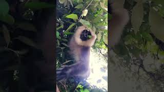 Banana and monkey, will the langur monkey come dow from the tree #funnymammals #monkeymammals