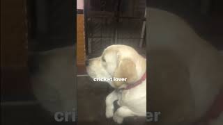 Dog watchinhg crickets,how its possible ..😀😀#doglover #viralshort #youtubeshorts#labrador