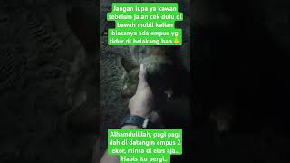 pagi pagi di datangin empus #pecintakucinglucu #cat #kucing #simeong #catvideos