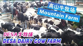 【Malaysia马来西亚】2013 DESA Dairy Cow Farm 牛牧场 | 高山牛群 | 挤奶机 | Milking machine