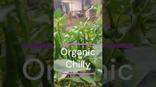 Organic Chilli at home 🏡