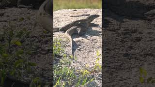 Lizards at Kruger National Park, South Africa.