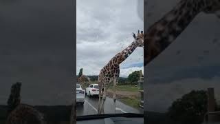 Visiting West Midland Safari Park ||watching Giraffe Walking Around Freely