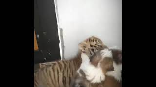 Tiger cub plays with puppies