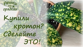 🌿 Кротон / Кодиеум уход и пересадка после покупки. 🔺 ВАЖНО это сделать!