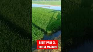 Bibit Padi CL 100Hst Minggu Ini Kami Tanam Ya Masbro ! #bibit #padi