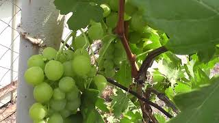 Сорт винограду "Смакота" - сезон 2022 # Grape variety "Smakota" - season 2022