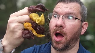 IDIOT TRIES TO EAT 6 OF THE WORLDS HOTTEST PEPPERS 🌶️PRIMOTALII CHALLENGE!!!🥵