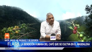 La Bendición Humana del Café que se Cultiva en el Magdalena