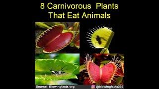 8 Carnivorous Plants that eat animals