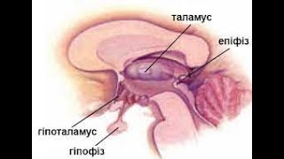 Анатомія. Проміжний мозок. III шлуночок.