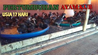 PERTUMBUHAN AYAM KUB USIA 17 HARI