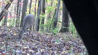 2023 West Virginia Youth Deer Hunt with Taylor Murdock