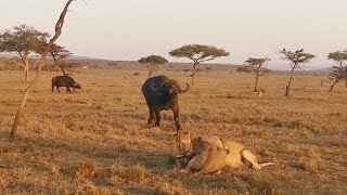 Lions get the shock of their lives as they fight over a baby warthog