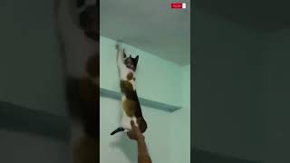 Hilarious Cat Chaos! Funny Cats Compilation 25