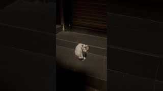 Cute beautiful white cat in Jiufen #Taiwan#taipei#white#cat#九份#白貓