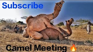 Camel in desert.