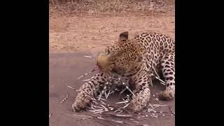 Leopard vs porcupine