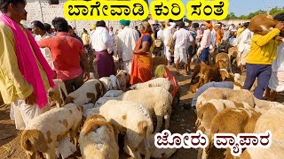 Basavana Bagewadi sheep and goats market