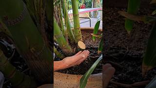 Golden Cane Palm, cutting and maintenance tip #gardening #garden