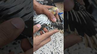 how to cut parrot wing 🪽