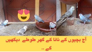 Aaj Bachion Ke Nana Ke Ghar Parrots Dekhe Maza Aagayaa.. #parrot