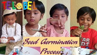 What is SEED GERMINATION PROCESS? School Project | Science experiment | Tobin and Benny