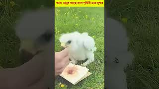 লোকটি 😲 ঈগল পাখিটার সাথে কি করল দেখুন | Moral Story Bangla #moralstory #respect  #helpothers #viral