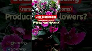 Get More Flowers in Annual & Perennial Plants - Removing Spent Flowers