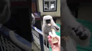 Funny mammals – Funny langur monkey feeding #funnymammals #monkeyfeeding #langurmonkey