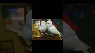 Love Birds | Budgies | Tamil YouTube Short | Short Video | Pet Lover @OorukkuPudhusu