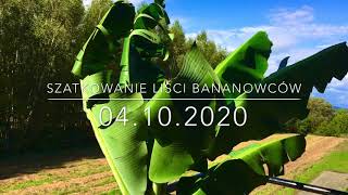 112.🌴🍌Szatkowanie Bananowca Musa Acuminata 'Dwarf Cavendish' 🌬wiatr💨🍌04.10.2020🍌🌴