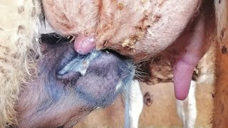 Look closely at the strange video of the calf being fed by its mother!