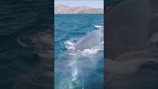 El Enigmático Mundo de las Ballenas Gigantes 🐋💙#mexico #bajamexico #bluewhale #humbling #shorts