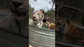 Tub Tigers