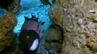 Spiny lobster defends itself against a Sheephead