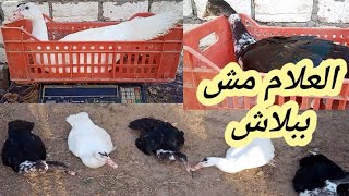 يوم الميزان يكرم البط في التربية او يهان ( عمر ٦٣ يوم ) واقسم بالله العلي العظيم