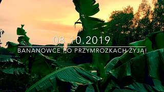 50.🌴🍌💨Bananowce Musa Basjoo po przymrozkach żyją!❄️Jesień 2019❄️ 08.10.2019🍌🌴