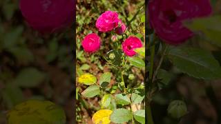 Round rose flowers || Home Gardening | #flowers #youtubeshorts #rose#gardening